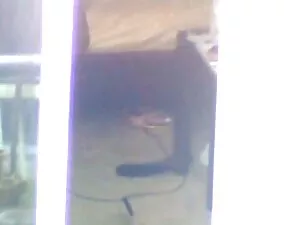 Կոբին աշխարհի շան սե ...